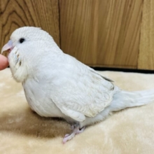 食欲旺盛な甘えんぼ♡ジャンボセキセイインコ(レースウィング) ヒナ