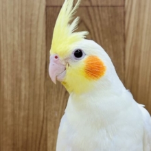 顔立ちがとってもステキ✨️オカメインコ(ルチノー)