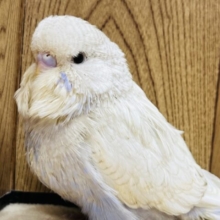 ででん！もちふわぼでぃ♡ジャンボセキセイインコ(スパングル) ヒナ