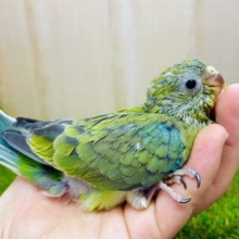 最新画像になりますよ⭐️再来！！涼しげ爽やかカラー✨　ビセイインコ　オパーリン