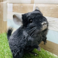最新ナデナデ動画ありますよ！カーリーヘア♪カキカキなでなで大好きで握手ができるカーリーちゃん！カーリーチンチラのブラックエボニー！