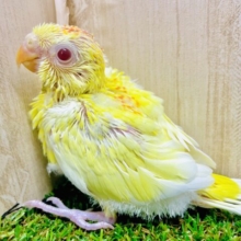 レアカラー✨カラフルなパッションかき鳴らしていこう！　ビセイインコ　ルチノーオパーリン