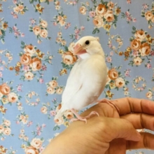 最新画像🌟将来はカワイイいちご大福になるよ❤︎手乗り白文鳥の雛ちゃん🪶✨