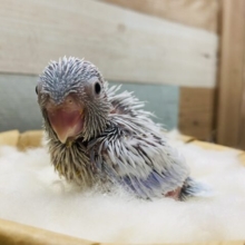 このサイズ感が可愛いですよね♪マメルリハインコアメリカンホワイト男の子☆