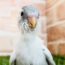 人気のホワイトカラー　セキセイインコ　Ｒ５　５／２４撮影