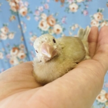 日々愛おしく成長中❤︎手乗りシナモン文鳥の雛ちゃんです🪶✨