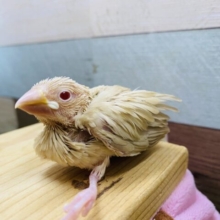 ふわっと優しいカラーが人気です♪シナモン文鳥ヒナ！