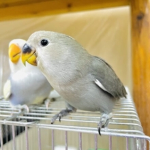 1人餌‼️最新画像になりますよ‼️大人っぽくなっちゃうもんね〜🫶　コザクラインコ　モーブ