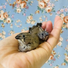 上尾店生まれの✨錦華鳥さん(ノーマル)のヒナちゃんです❤︎