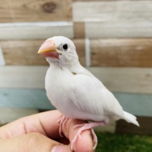 最新画像あります☆やっぱり人気なんです！！美しさのある白文鳥♪