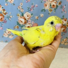 元気いっぱいビタミンカラー🌟手乗りセキセイインコ(イエローハルクイン)🕊✨