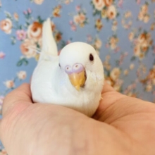 純白セキセイさん🤍魅力的なアルビノさんになります🤍🕊✨