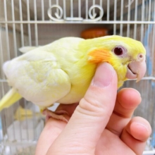 １人餌！！最新画像になりますよ⭐️黄色のちっちゃな恐竜さん！！オカメインコ　ルチノー