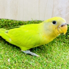 最新画像になりますよ⭐️あいあむプリティーキャンディーコザたん！　コザクラインコ　オレンジフェイスオパーリン