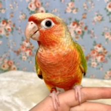 ウロコインコ  レッドパイナップル  🍎❤️🍍･.｡*