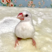 白文鳥🤍✨*ヒナ餌卒業済み