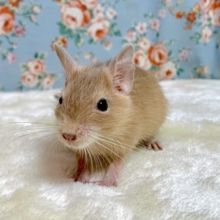 デグー　サンド　男の子  🤎⏳.｡.:*･’