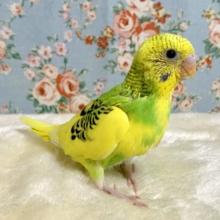 セキセイインコ  イエローパイド  💫🐥🍀