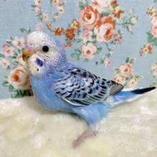 セキセイインコ  ブルーオパーリン  💠🌿‬ ･*