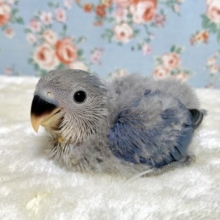 コザクラインコ  バイオレット  💜💐*