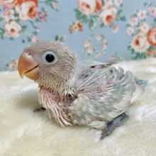 シロボタンインコ  ‎🤍🪽｡.*･ﾟ