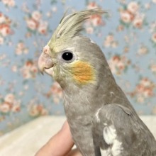 オカメインコ  ノーマル  🍋‎🩶*°
