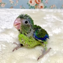 マメルリハ  ノーマルグリーン  男の子  🌳🦋✨