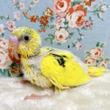 セキセイインコ  イエローパイド  🐝🍯･.｡*