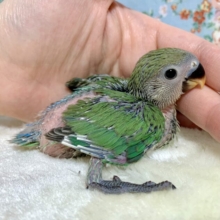 コザクラインコ  ノーマル  🌳🌿‬️🩵