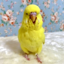 ジャンボセキセイインコ  レースウイング    🐥🧸｡・:＋°｡