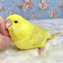 ジャンボセキセイインコ  レースウイング  🍋🫖 .*