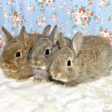 ネザーランドドワーフラビット   チェスナット  🐰🐰🐰 特別価格･.｡*⭐️