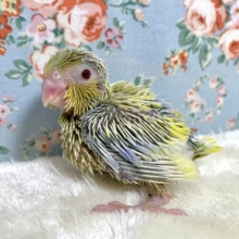 マメルリハ　アメリカンイエローファロー　男の子 💛✨