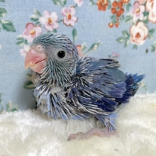マメルリハ　コバルトバイオレット　男の子　💙🫧･:*+