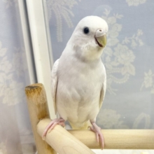 真っ白🤍 セキセイインコ(ダブルファクター) 2023年3月生まれ