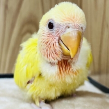 黄色のわた毛♡ピンクグレープフルーツみたいなコザクラインコ(ルチノー) ヒナ
