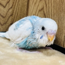 素早さNo.1👑♡セキセイインコ(パイド) ヒナ