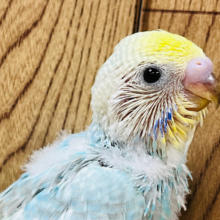 どんな子に成長するかな？☆セキセイインコ(レインボー) ヒナ