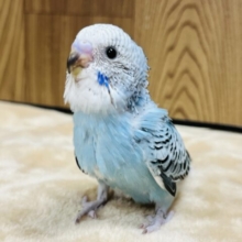 澄んだ瞳に釘付け！！！セキセイインコ(オパーリン) ヒナ