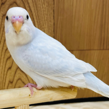 【最新画像更新🪄一人餌☆カゴデビュー】どこから見ても美！美！美！♡おっとり系？のセキセイインコ(ライラック) ヒナ