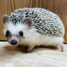 表情豊かなトゲトゲボーイ🦔ハリネズミ(ノーマル) 男の子