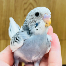 大人っぽシックカラー🩶セキセイインコ(グレーパイド) ヒナ
