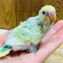 元気いっぱい！甘えんぼさん♡セキセイインコ(パステルレインボースパングル) ヒナ