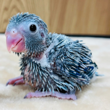 ちっちゃな恐竜🦕マメたん！マメルリハ(ブルー)男の子