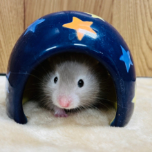 おっとりマイペース🩶セーブルハムスター(男の子)