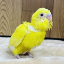 食欲なら負けません！！！セキセイインコ(ルチノー) ヒナ