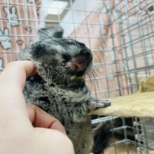 【抱っこOKです♡】濃いめグレー！食欲旺盛ボーイ！チンチラ(グレー)男の子