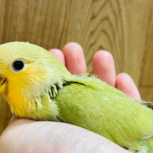 【最新画像更新🪄】和風テイストの元気っ子☆コザクラインコ(オレンジフェイスシナモン) ヒナ