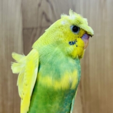 【最新画像更新🪄ひとり餌になりました！】菜の花カラーの元気印🌼🌿羽衣セキセイインコ(スパングルパイド) ヒナ