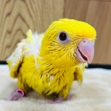 宝石みたいにきれい✨️サザナミインコ(ルチノー)